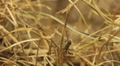 video clip 8962401