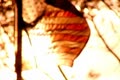video clip 8968241