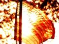 video clip 8968285