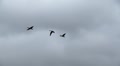 geese in flight Video
