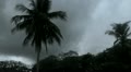 Palm Tree with Dark Sky