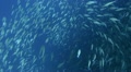 Large school-shoal of Longnose parrot fish Video