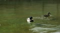 video clip 9496347