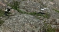 video clip 9503899