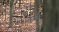 Deer walks perfectly thru autumn woods.