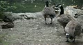 video clip 9564247