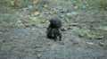 Squirrel Looking, Eating, Running, Searching for Winter Season in Autumn Day Video