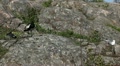 video clip 9580157