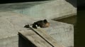 video clip 9581875