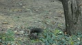 video clip 9586477