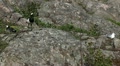 video clip 9605943