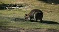 Kangaroo Eating, Relaxing, Marsupial from the family Macropodidae, Australian Video