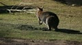 Kangaroo Eating, Relaxing, Marsupial from the family Macropodidae, Australian Video