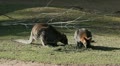 Kangaroo Eating, Relaxing, Marsupial from the family Macropodidae, Australian Video