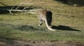 Kangaroo Eating, Relaxing, Marsupial from the family Macropodidae, Australian Video