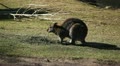Kangaroo Eating, Relaxing, Marsupial from the family Macropodidae, Australian Video