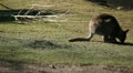 Kangaroo Eating, Relaxing, Marsupial from the family Macropodidae, Australian Video