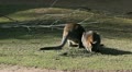 Kangaroo Eating, Relaxing, Marsupial from the family Macropodidae, Australian Video