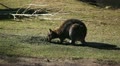 Kangaroo Eating, Relaxing, Marsupial from the family Macropodidae, Australian Video