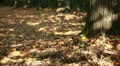 video clip 10565449