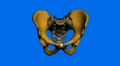 Model of hip bone,medical.