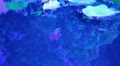 video clip 10682803