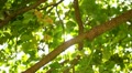 video clip 10682867