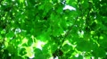video clip 10682885