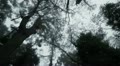 video clip 10719181