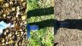 video clip 10719245