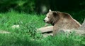 video clip 10731279