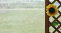 video clip 10743781