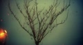 video clip 10759861
