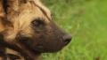 Slomo CU from Ears to Face of African Wild Dog GFSHD Video