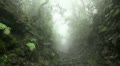 Clouds and fog in forest mountains 20120225 143340 Video