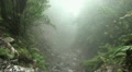 Clouds and fog in forest mountains 20120225 143640 Video