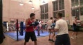Boxers in training Video