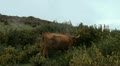 Free cattle near mountain road 20110425 172519 Video