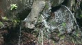 Waterfall close up 20110426 144253 Video
