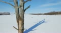 Shade of a tree Video