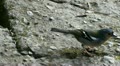 Madeira Sparrow 20110426 163109a Video