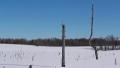 Snowy landscape Video