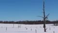 Snowy landscape Video