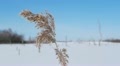 Snowy landscape Video
