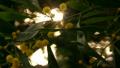 video clip 10830535