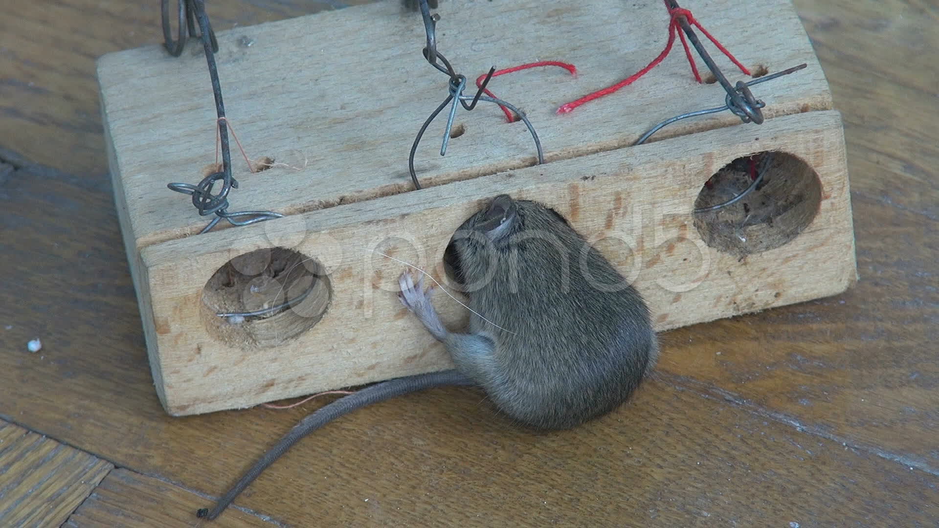 Mouse Caught In A Trap Stock Video 10847531 HD Stock Footage