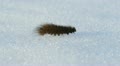 The caterpillar crawling on the snow Video