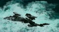 Ocean reef 20110427 121846 Video
