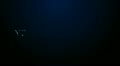 Blue Logo Reveal