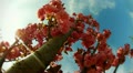 video clip 10880637